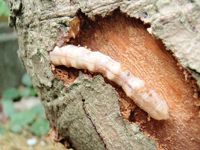 早期発見が木を守る オリーブの木狙う害虫対策 オリーブ大好き
